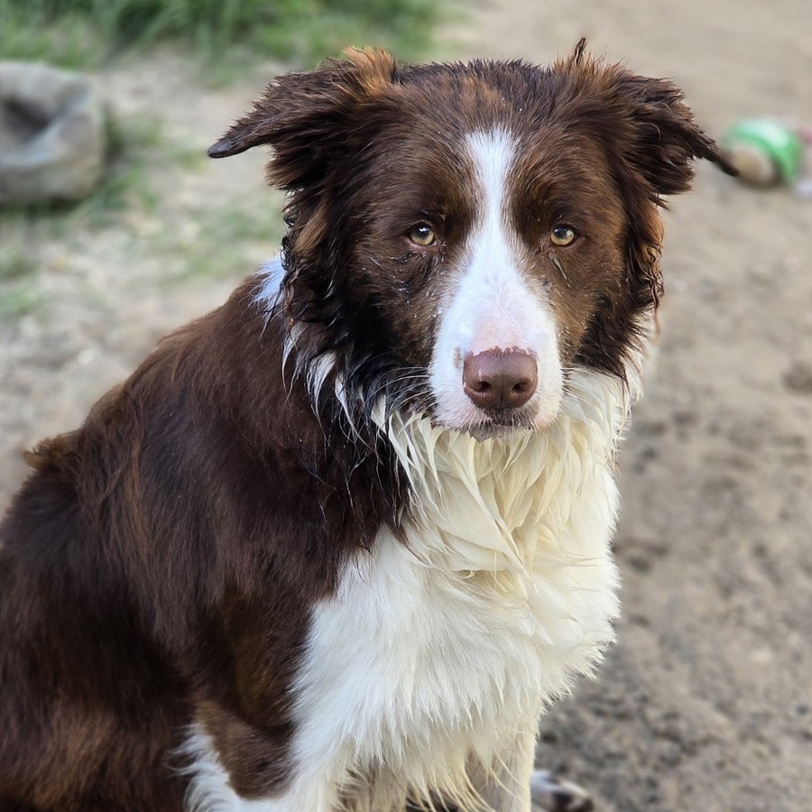 Mika, bruin-witte border collie
